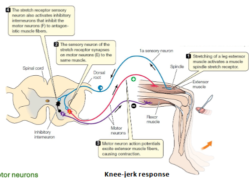 <p>Receptor, sensory neuron, interneuron, motor neuron, effector.</p>