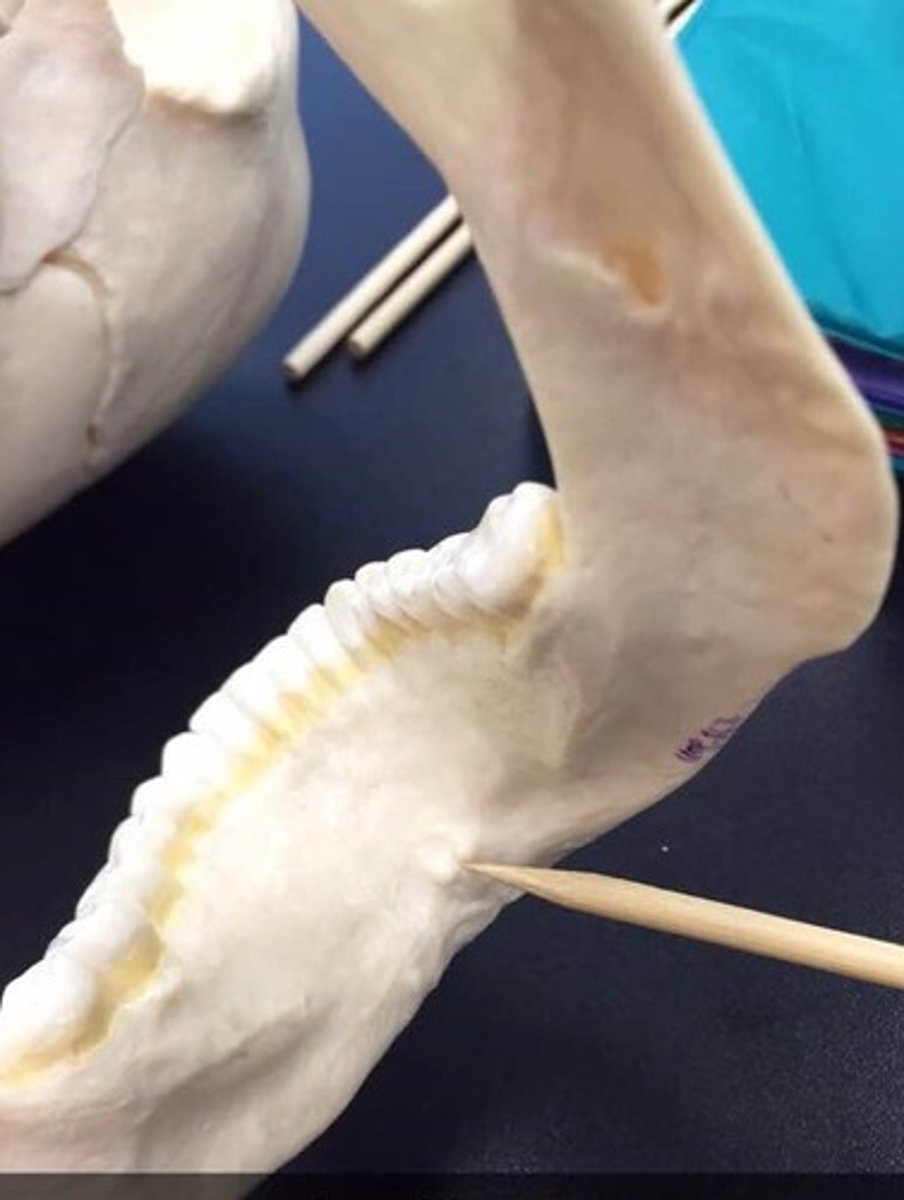 knowt flashcard image