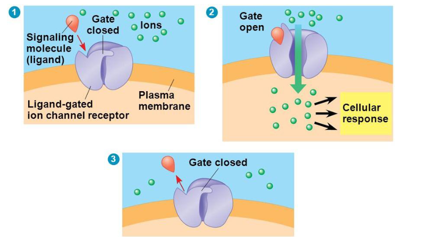 <p>These proteins act as both receptors and channels. When the appropriate ligand is bound, solutes are allowed through the protein channel. </p>