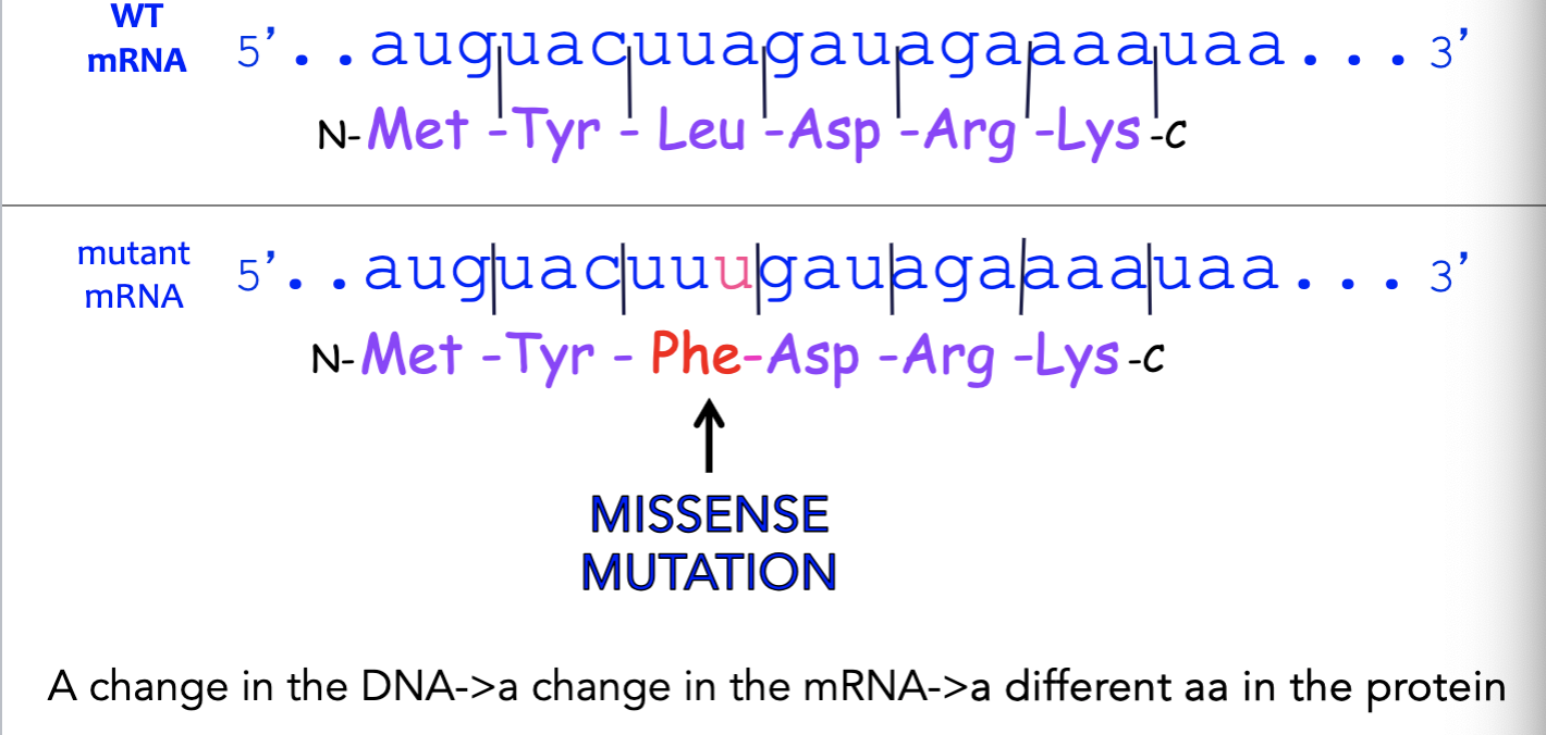 <p>missense mutation (different amino acid)</p>