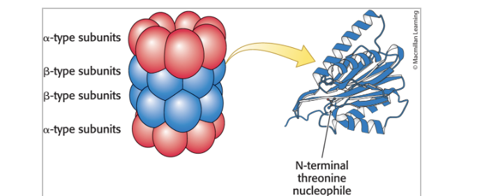 <p>is barrel-shaped and made up of <strong>28</strong> homologous subunits</p><ul><li><p>the subunits<span>&nbsp;(α-type, red; β-type, blue) are arranged in <strong>4 rings of 7 subunits</strong> each </span></p></li><li><p><span>some of the β-type subunits (right) include protease active sites at their amino termini</span></p></li></ul><p></p>