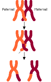 <p>Allows for genetic diversity where the genetic information from male and female swap; occurs during Prophase I</p>