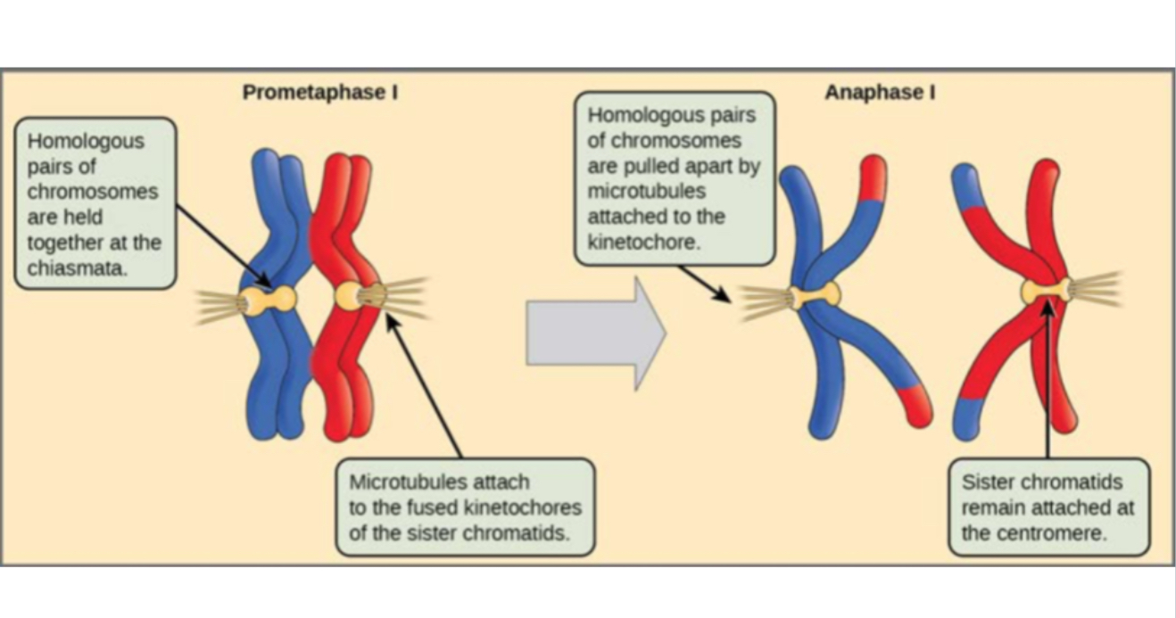<p>Microtubules attach to tetrads </p>