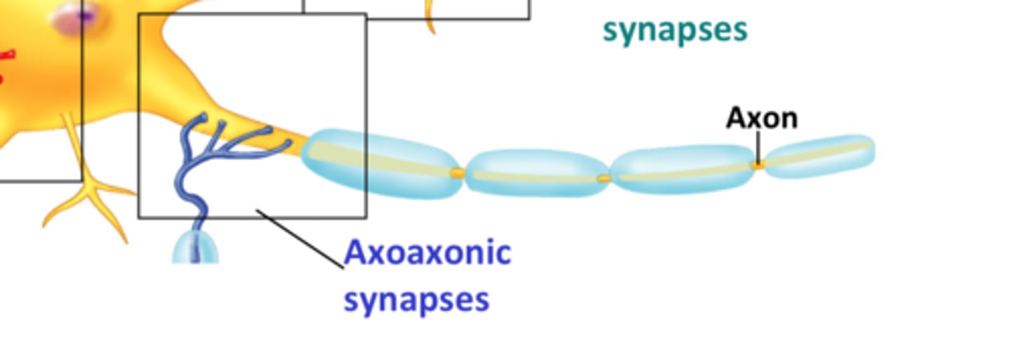<p>axon to axon</p>