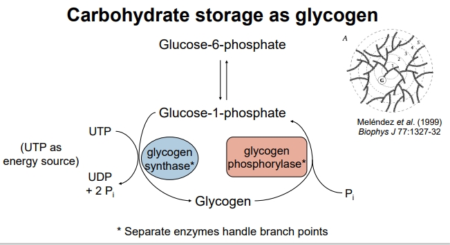 <ul><li><p>Glycogen is a polysaccharide that serves as a storage form of glucose in animals, primarily found in the liver and muscle tissue</p></li></ul><p></p><ul><li><p>G6P can be converted into G1P (reversible process depending on if cell need energy or not)</p></li><li><p>G1P is the main form used to build glycogen.</p></li><li><p>The enzyme glycogen synthase (shown in blue) links glucose molecules together to form glycogen.</p></li><li><p>This process requires energy, which comes from UTP (Uridine Triphosphate).</p></li><li><p>During the process, UTP → UDP + 2 Pi (phosphates), showing that energy was used to build glycogen</p></li></ul><p></p>