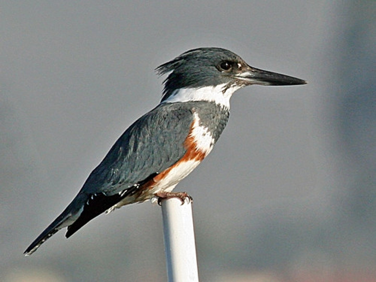 <p>Coraciiformes</p>