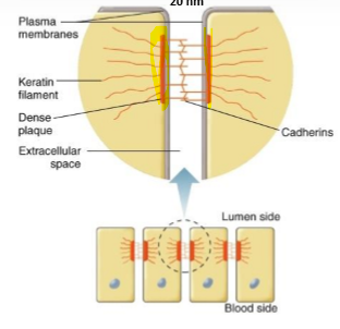 <p>Dense plaques on plasma membrane that anchor cadherins - allow elasticity e.g. skin </p>