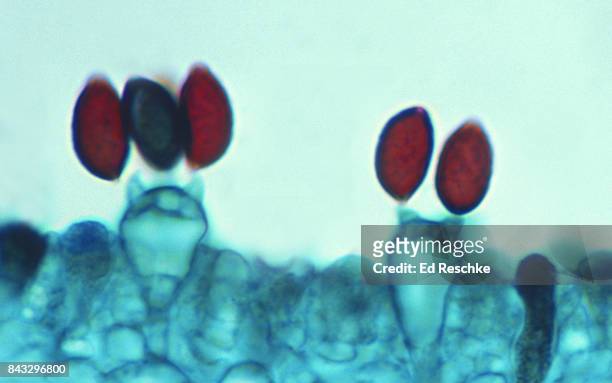 <p>Look for basidium where there are 4 red spores</p>