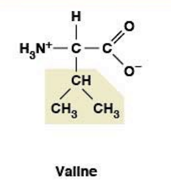 <p>(Val, V)   <strong>Nonpolar, hydrophobic</strong></p><ul><li><p><strong>R-group:</strong> branched isopropyl</p></li><li><p><strong>Branched-chain amino acid (BCAA)</strong></p></li></ul><p></p>