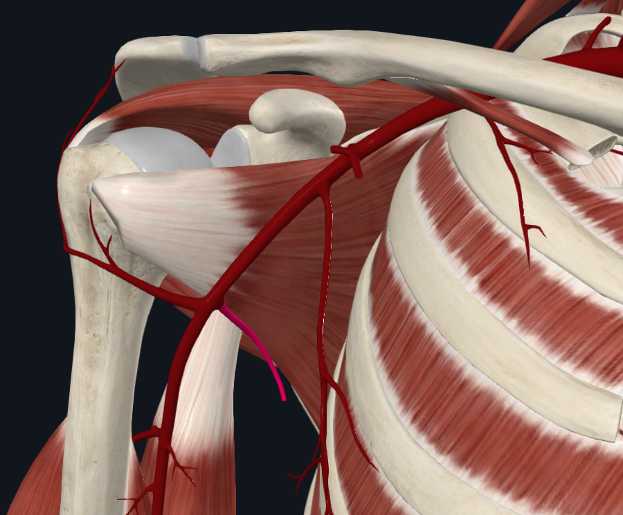 <p>What artery is this</p>