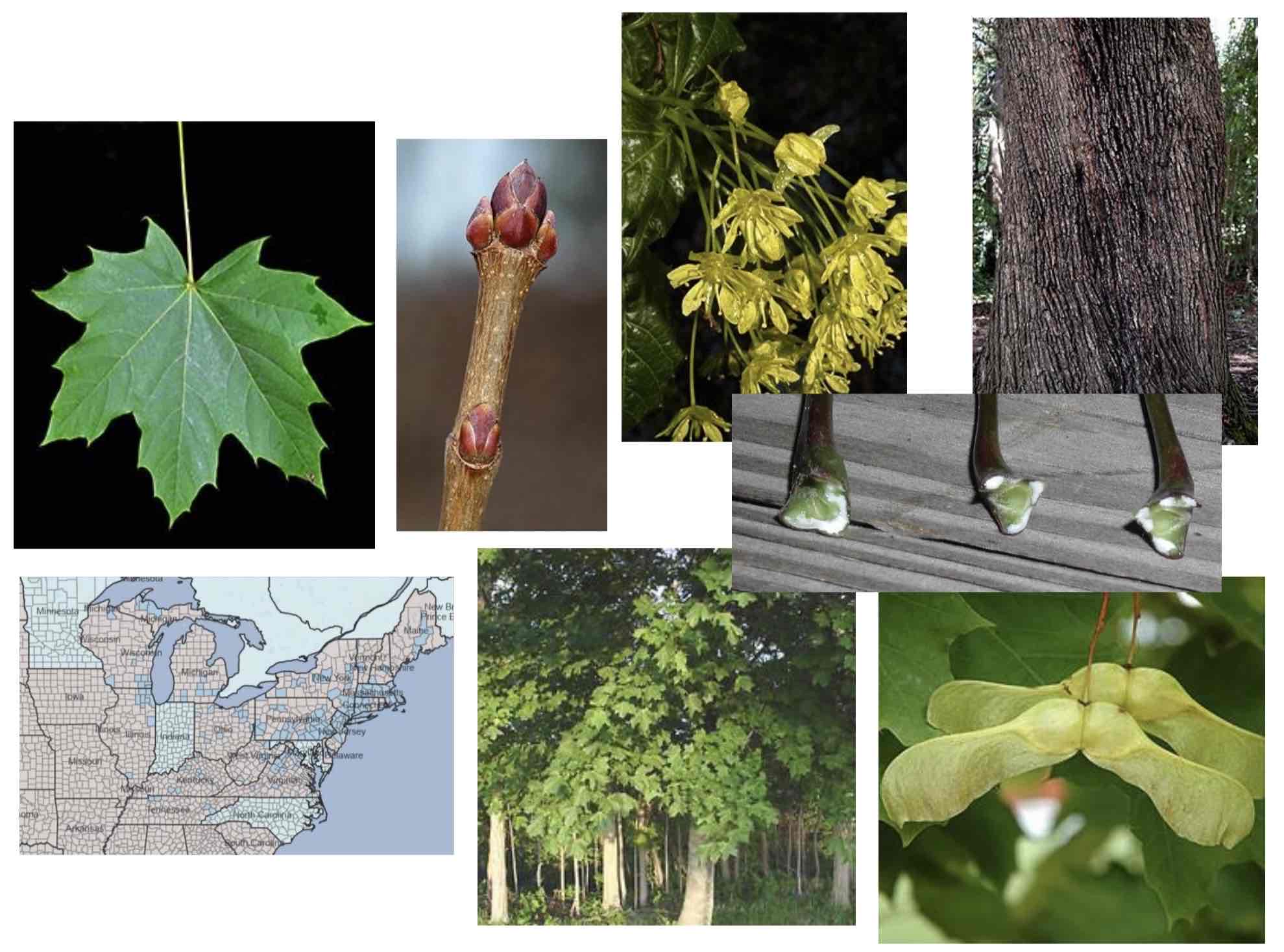 <p>Big, bald, thick buds. Ridged bark. Samaras are straight across. White sap in leaves. </p>