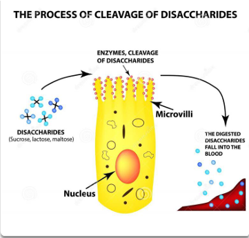 <p>as monosaccharides </p><p>(all sugars at this point are hydrolyzed into monosaccharides to be absorbed by enterocytes) </p>