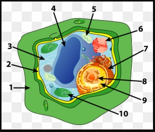 organelle number 10