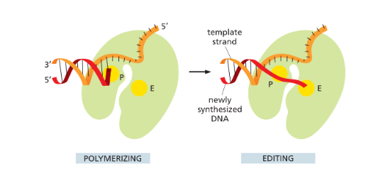 <p>Proofreading takes plac<u>e at the same time as DNA synthesis.</u> Before the enzyme adds the next nucleotide to a growing DNA strand, it checks whether the previously added nucleotide is correctly base-paired to the template strand. If so, the polymerase adds the next nucleotide; if not, the polymerase pauses to clip off the mispaired nucleotide and then tries again</p><ul><li><p>Polymerization and proofreading are tightly coordinated, and the two reactions are carried out by different catalytic domains in the same polymerase molecule </p></li></ul><p></p>