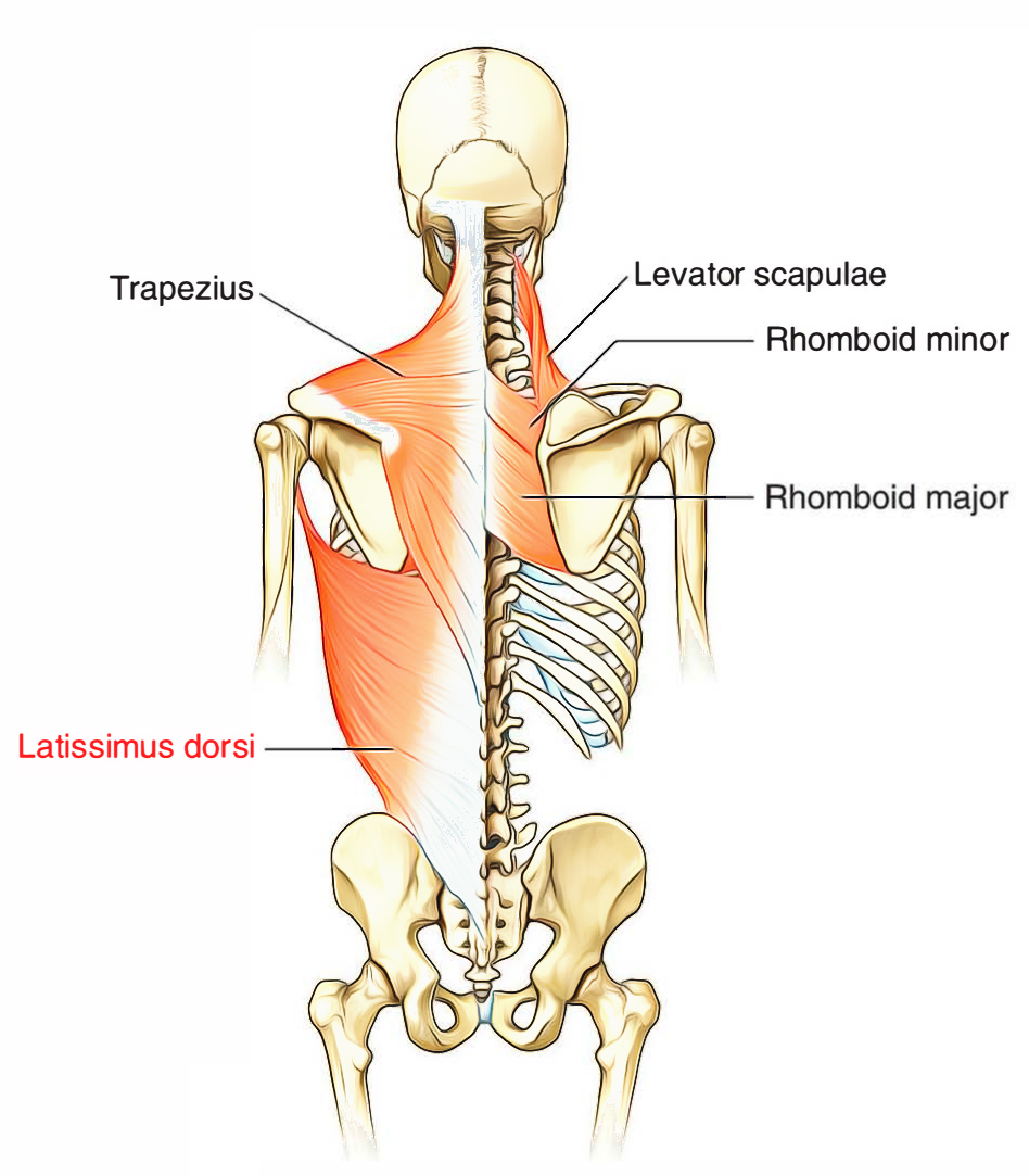 <p>Latissimus dorsi</p>