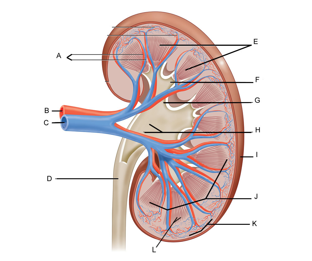 * Labeled E
* Triangular shape
* In between are renal column
* Vasculature passes through the columns
* Nephrons are located at the pyramids