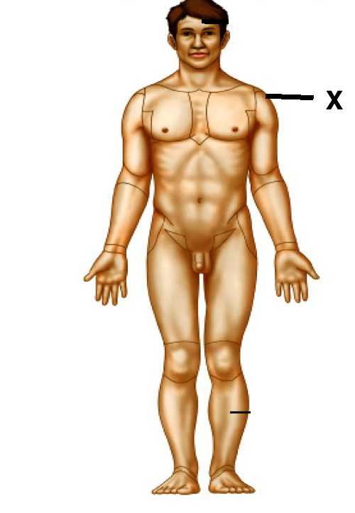 <p>Identify the body area</p>