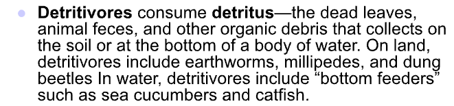 <p>-second level of decomposers</p><p>feeds  on dead decaying organisms</p><p>-earth worms, dung beetles</p>