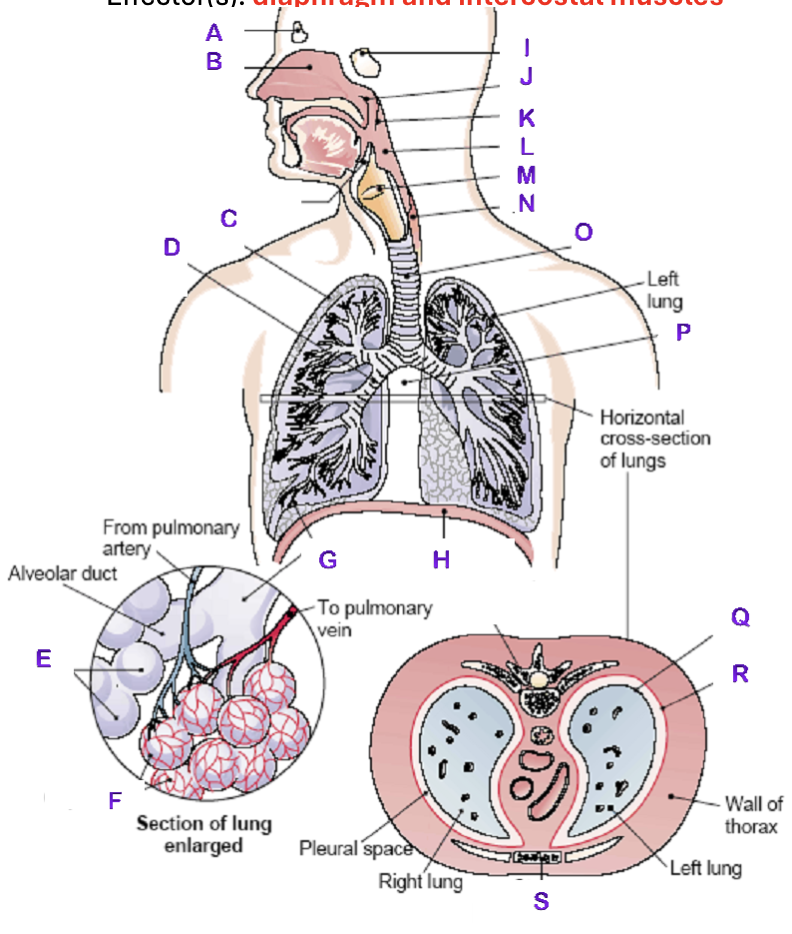 <p>G?</p>