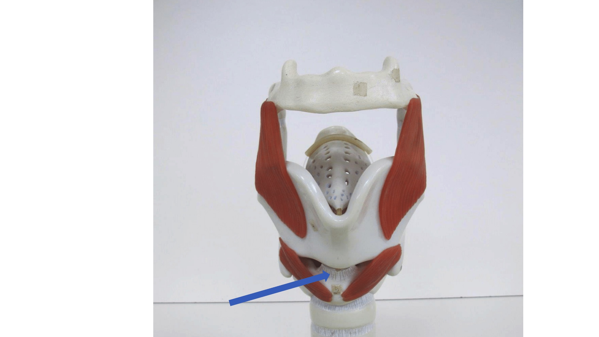 <p>ligament (ventraal zicht)</p>