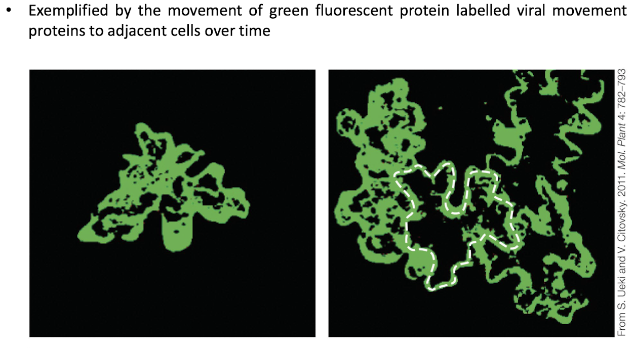 <p>Viruses can encode <strong>viral movement proteins</strong> that modify the structure of plasmodesmata, allowing for the spread of the virus <strong>throughout the plant via the symplasm</strong></p><p>This alteration facilitates their movement between plant cells.</p>