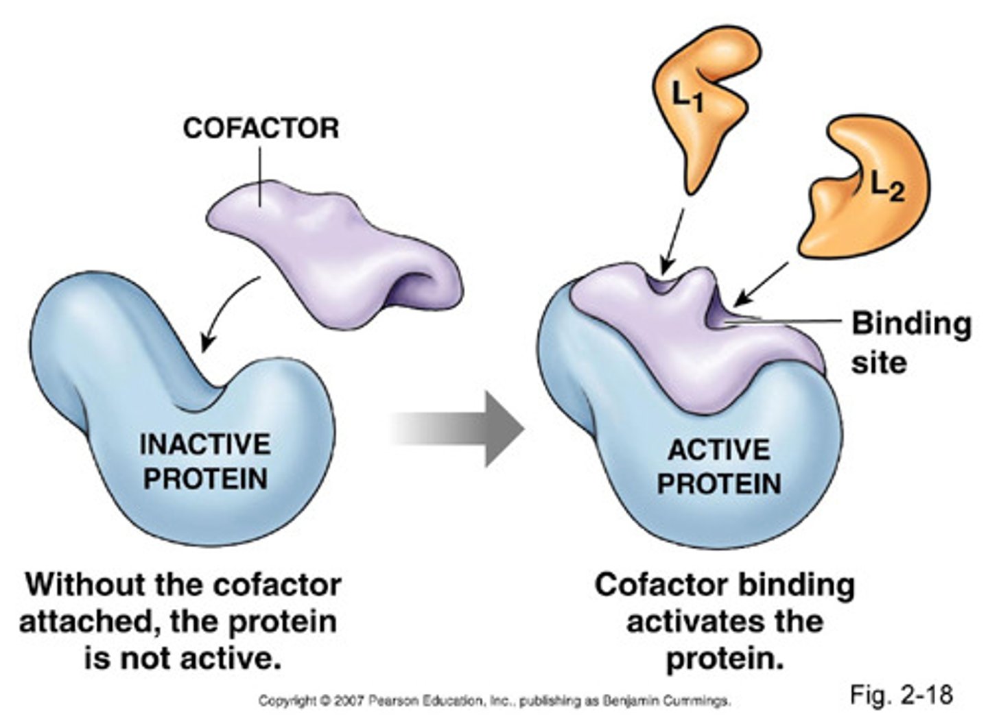 <p>-non protein, small molecules that can bind to the active site of an enzyme and participate in catalyzing the reaction (use ionization, protonation, deprotonation)</p><p>-cofactors: usually inorganic molecules or metal ions</p><p>-coenzymes: small organic groups such as vitamins or NAD, FAD, CoA</p>