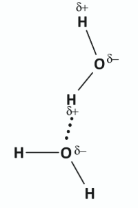 <p><span>partial positive charge, δ+, of hydrogen bonds with partial negative charge, δ-, of oxygen in neighbouring molecule</span></p>