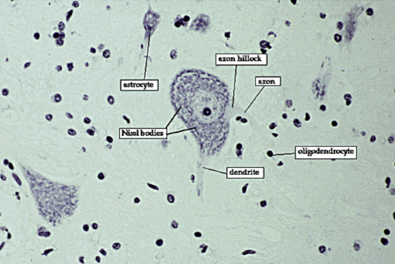 <p><strong>• cell body (soma)</strong>: processes information; contains...<br>   <strong>• perikaryon:</strong> cytoplasm<br>   • neurofilaments/neurotubules: cytoskeleton<br>      <strong>• neurofibrils: </strong>bundles of neurofilaments<br>   <strong>• Nissl bodies:</strong> clusters of rough ER → chromatophilic substance<br><strong>• dendrites:</strong> highly branched processes; receiving (input) portion</p>