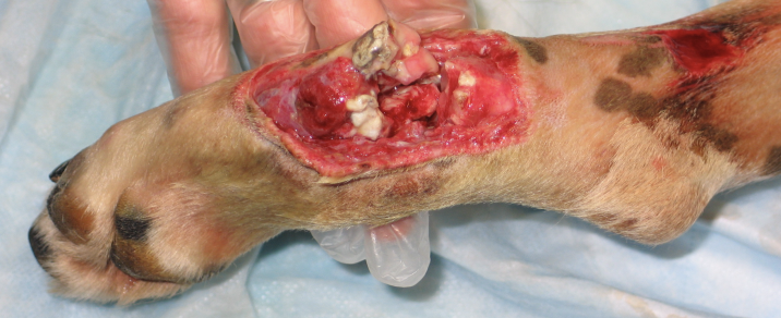 <p><span>Soft tissue loss and inadequate soft tissue coverage with periosteal stripping and exposure of bone.</span></p>