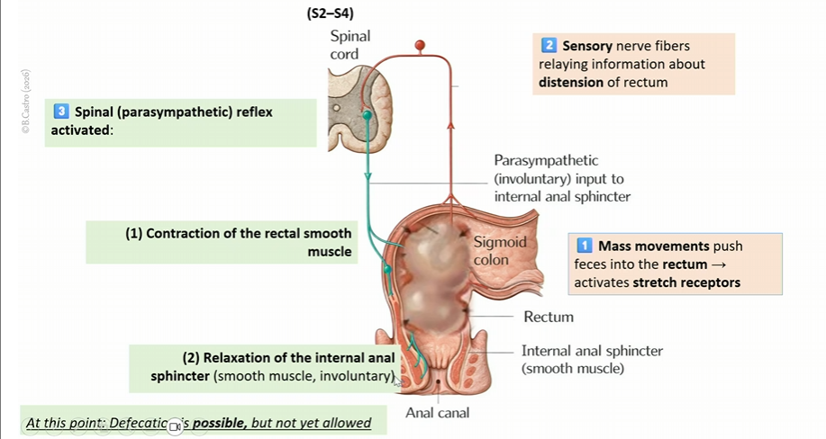 <p>Mass movements push feces into the rectum, which activates stretch receptors </p><p></p><p>sensory nerve fibers relay information about distention of the rectum </p><p></p><p>spinal parasympahtetic reflex activated</p><p></p><p>contraction of the rectal smooth muscle</p><p></p><p>relaxation of internal anal sphincter (smooth muscle, involuntary)</p><p></p><p>DEFACTACATION IS NOW POSIBLE, BUT NOT YET ALLOWED </p>