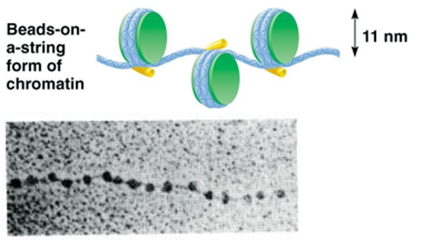 <p>Linker DNA and H1 protein</p><p>Beads on a string (11nm)- more condensed chromatin</p>