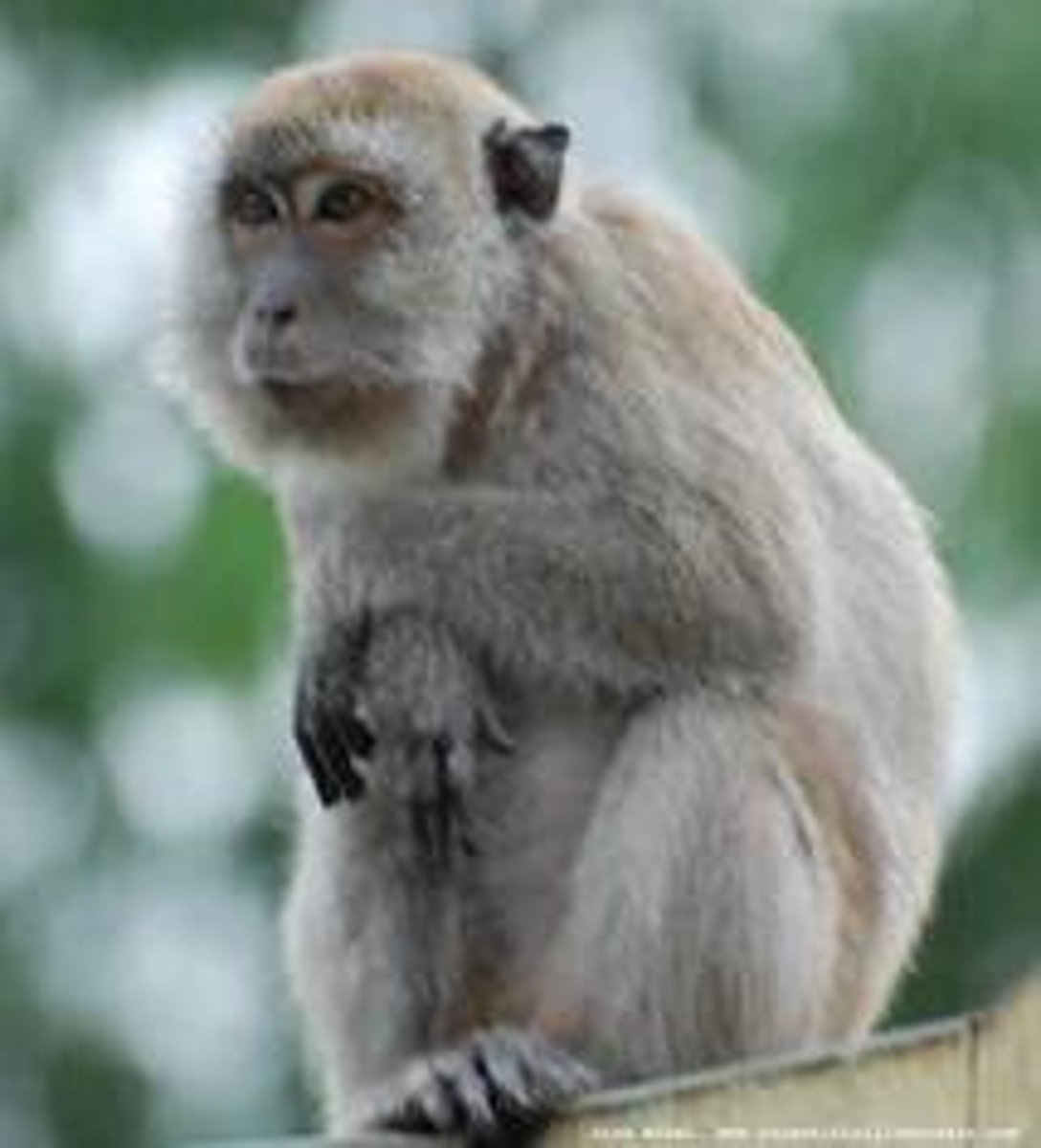 <p>the monkey</p>