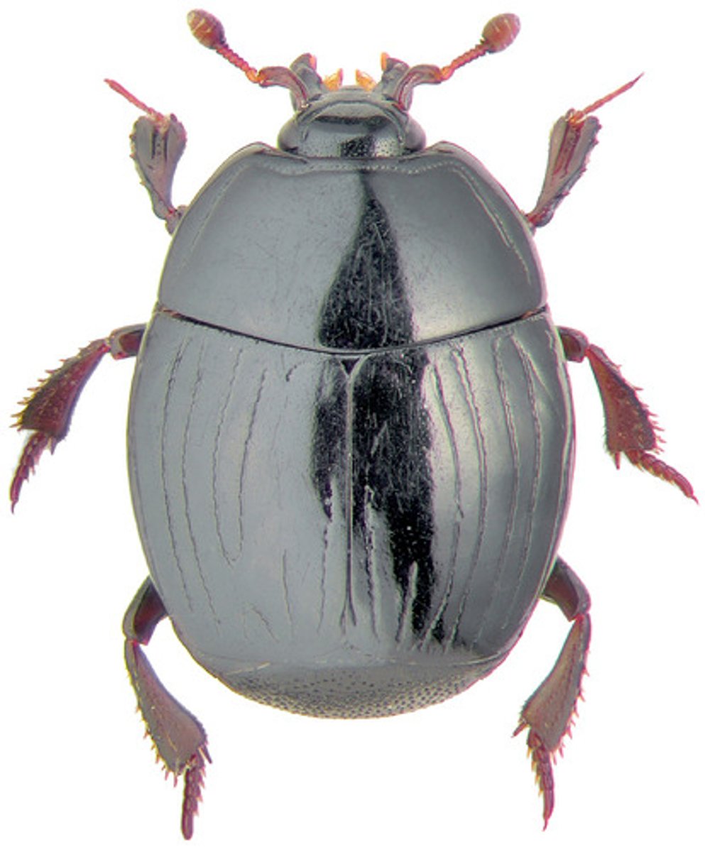 knowt flashcard image