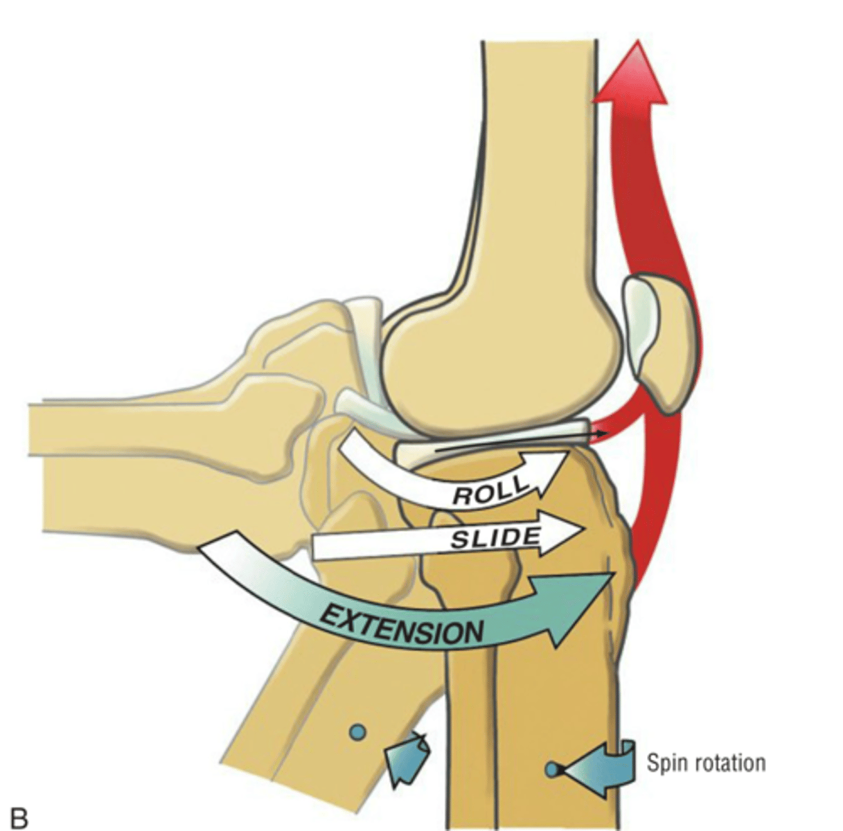 <p>1. In OKC Tibal-on-femoral extension, what is the roll and glide?</p><p>2. What movement at the tibia must occur for the screw-home mechanism to work?</p>