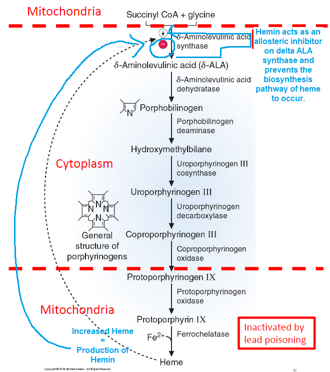 <p><strong>True</strong> - the abundance of heme results in the production of hemin (heme undergoes oxidation to become hemin). Hemin acts as an allosteric inhibitor to <strong><em>delta-aminolevulinic acid (ALA) synthetase</em></strong> to prevent the production of <strong><em>delta-aminolevulinic acid (ALA)</em></strong> and thus overall reduces heme production.</p>