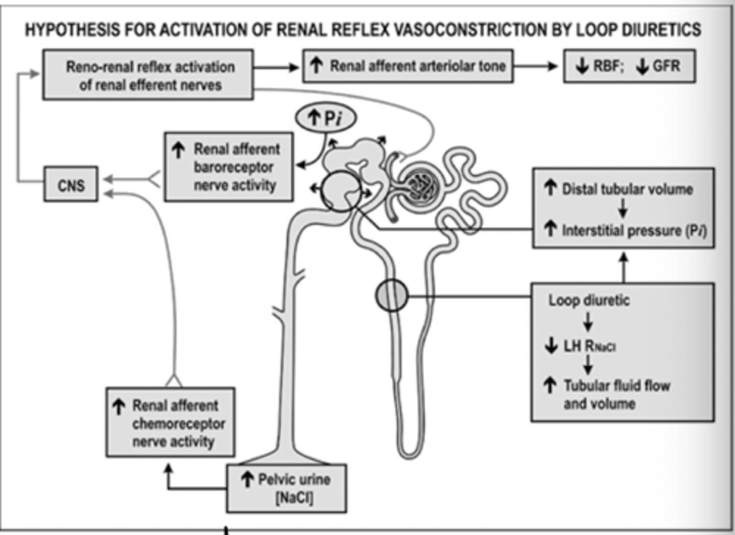 <p>- loop diuretics reduce Na+/Cl- reabsorption in the LoH</p><p>- this activates renal afferent chemoreceptor nerves</p><p>- at the same time renal afferent baroreceptor nerves are activated due to pressure and flow changes</p><p>- signals lead to increase in afferent nerve discharge, which stimulates CNS</p><p>- CNS responds by increasing renal efferent nerve activity</p><p>- loop is less intense on the kidneys therefore first line</p>