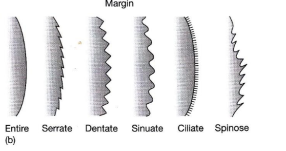 <p>Entire: Glatt kant uten innskjæringer</p><p>Serrate: Fin, sagtannet kant (tenner peker mot spissen)</p><p>Dentate: Grovt tannet kant ( tenner peker rett ut)</p><p>Sinuate: Bølgete eller ujevn kant</p><p>Ciliate: Dekket med fine hår langs kanten</p><p>Spinose: Har pigger eller torner</p>