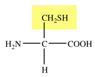 SULFHYDRYL GROUP
