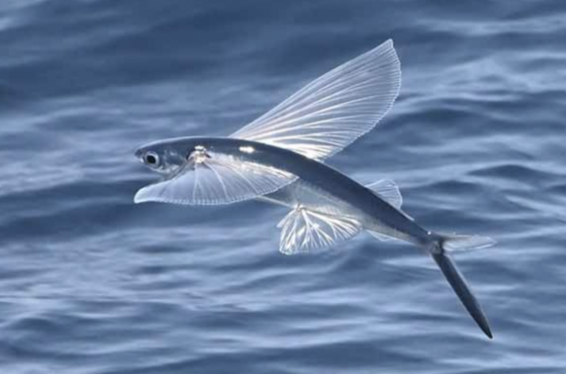 <p>California Flying Fish<strong> Order</strong></p>