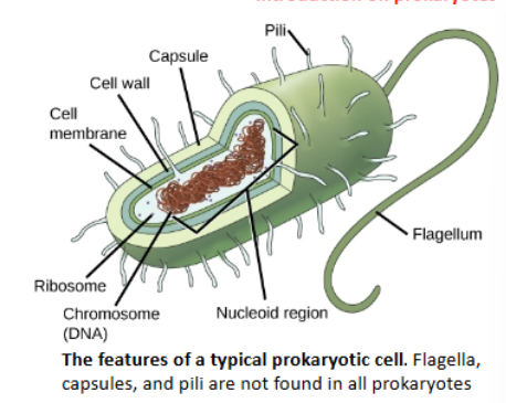 <p>-almost all have a cell wall </p><p>-many have capsule or slime layer</p><p>-some have hairlike pili: fimbriae or sex pilus </p><p>-many have flagellum</p><p>-may have plasmids </p><p>-NO membrane-bound organelles</p><p>→no nucleus: DNA in nucleoid </p><p>→ribosomes “free”</p><p>-no microtubules </p>