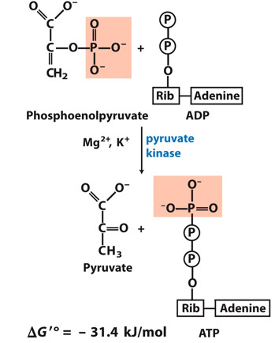 <p>Reactants: Phosphoenolpyruvate (PEP) + H+ + ADP</p><p>Products: Pyruvate + ATP</p><p>Enzyme: Pyruvate Kinase</p><p>Cofactors: Mg2+, K+</p><p>Delta G: -31.7 kJ/mol</p><p>Reversibility: Reversible</p>