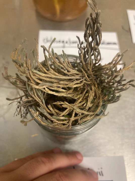 <p>Native</p><p>Dominant in rock outcrops</p><p>Looks like moss</p><p>Reproduces by spores</p><p>Very old lineage</p><p>Resurrection plant</p>