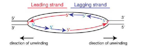 <p>- regulated mainly through control of initiation</p><p>- initiation is related to sequences on DNA, packaging of DNA and activites of genes</p><p>- Timing when different origins are used is related to chromatin structure and cell cycle phase</p><p>- replication forks form in pairs and create replication bubbles moving in opposite directions</p>