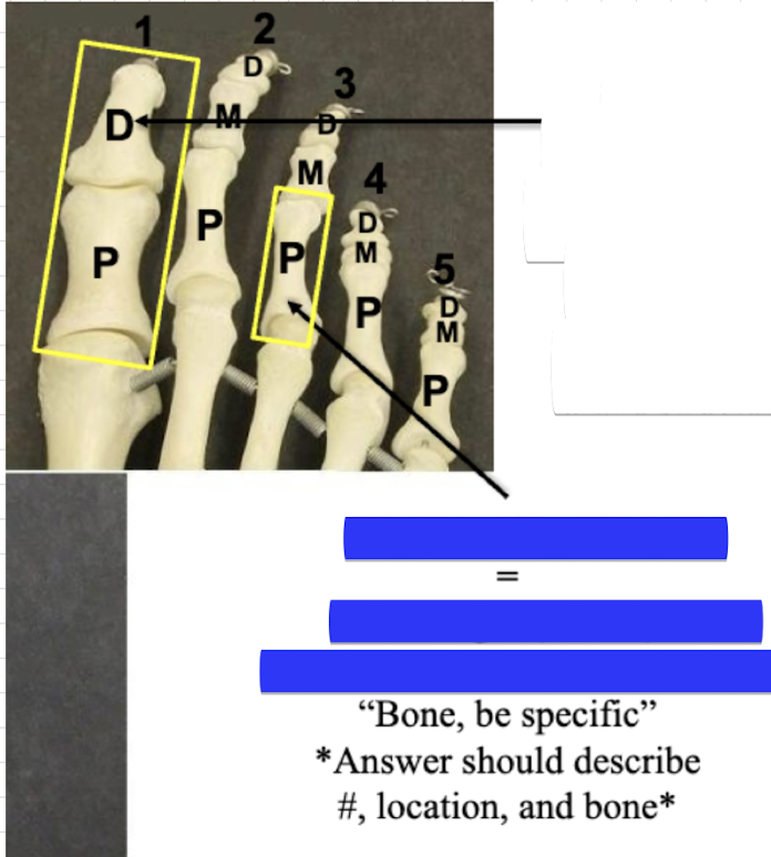 <p>Name what the bones in this area are called </p>