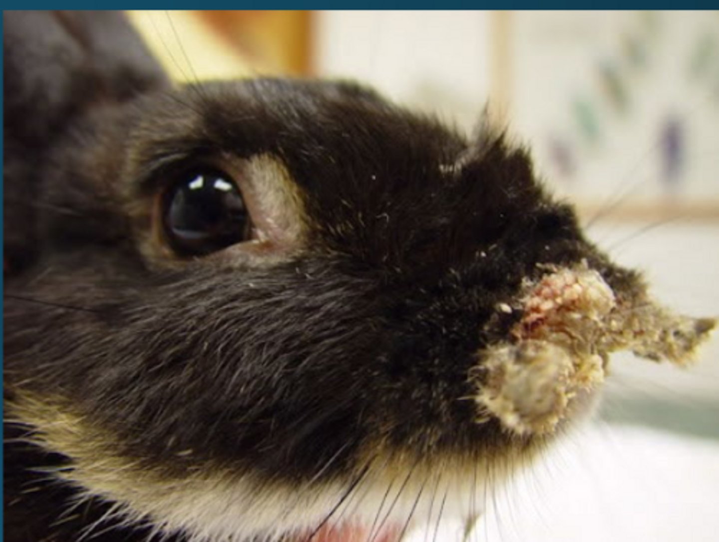 <p>Treponema cuniculi in rabbits with nasal/labial genital lesions is the causative agent of WHAT? How do you treat?</p>
