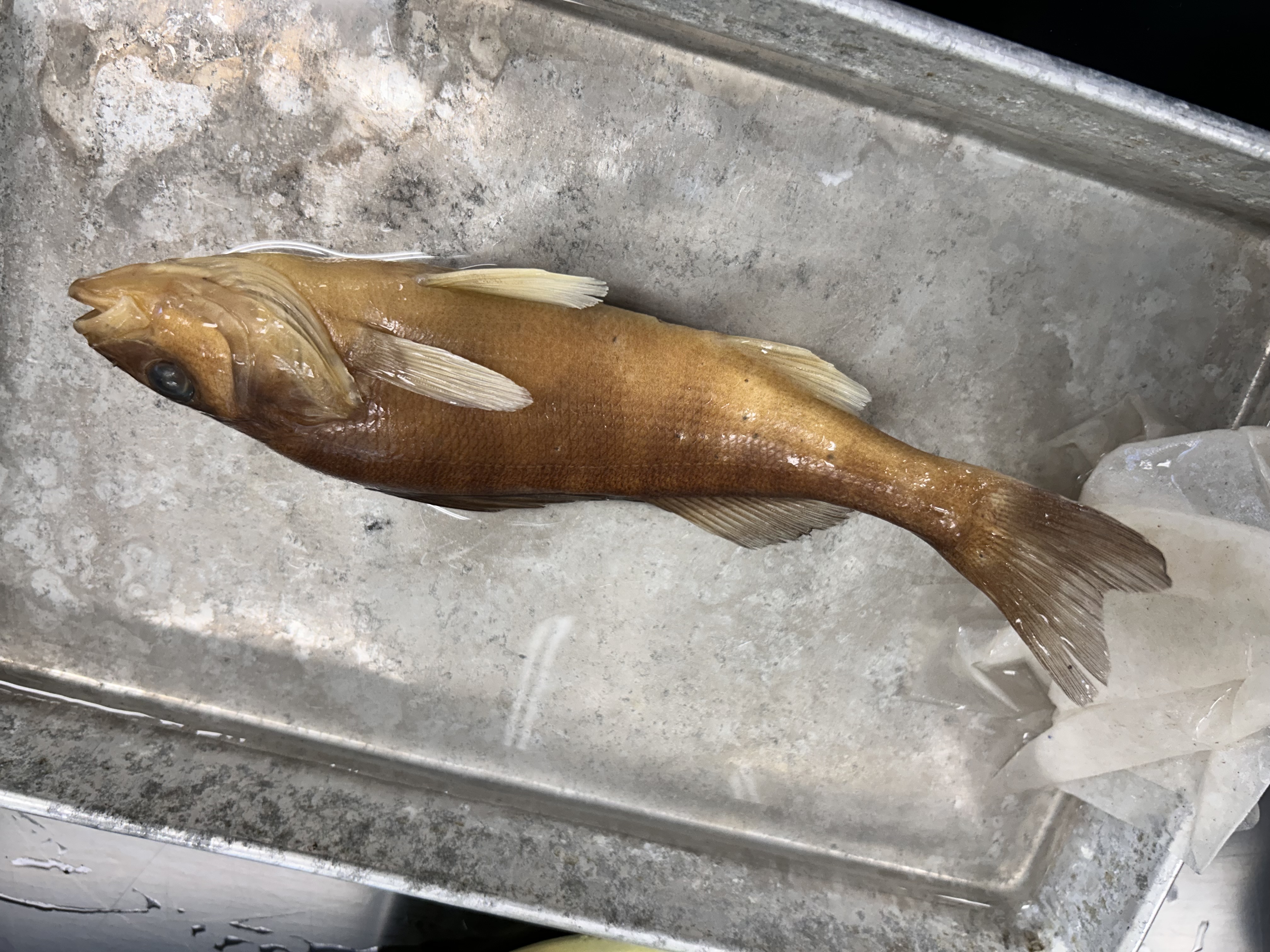 <p>yellow perch </p>