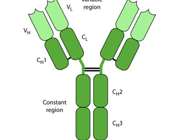 <p>Y shaped protein molecules produced by B CELLS that can neutralise pathogens</p>