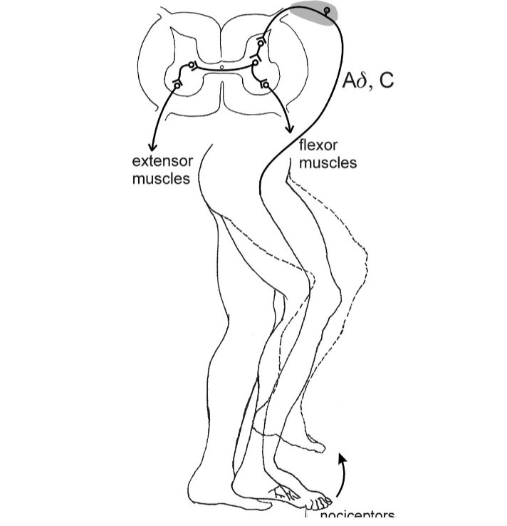 <p>Explain the first step of the cross extension reflex based on this image.</p>