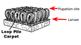 <p>carpet</p><ul><li><p><span style="background-color: transparent;"><span>Vacuuming targets pupae</span></span></p></li><li><p><span style="background-color: transparent;"><span>As effective as permethrin</span></span></p></li></ul><p></p>