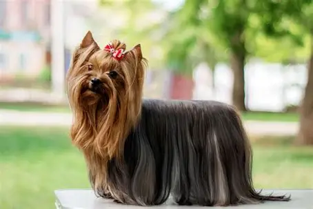 <p>Yorkshire terrier</p>